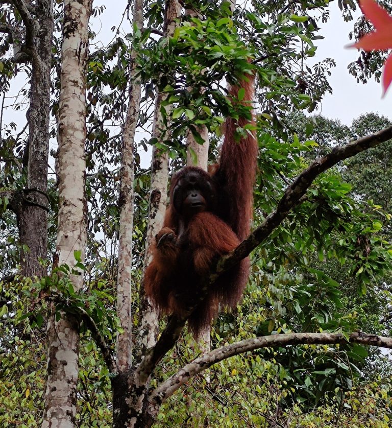 Wycieczka z Kuching do Semenggoh Wildlife Center: orangutany!